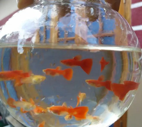 Hybrid Guppies For Sale