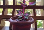Coleus Plant – Purple for sale