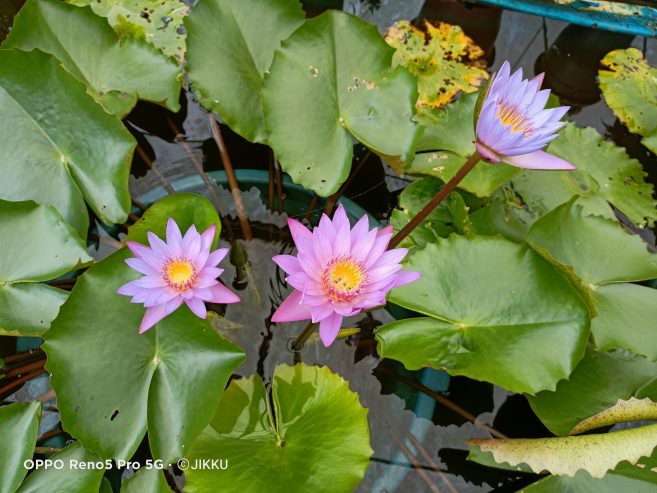 Herbal Blue water lily Sapling