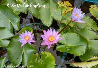 Herbal Blue water lily Sapling