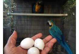Tested fertile Parrot Birds Eggs for Hatching
