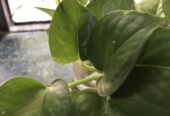 Alovera live plants & Indoor live plants