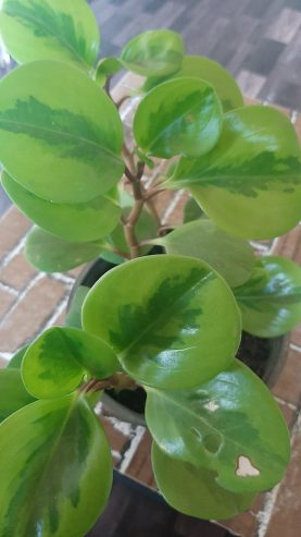 Pepperomia green rooted plant for sale