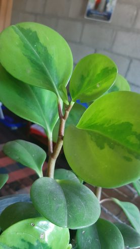 Pepperomia green rooted plant for sale