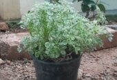 Aloevera plant with pot, Money plant with pot