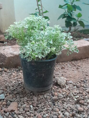 Aloevera plant with pot, Money plant with pot