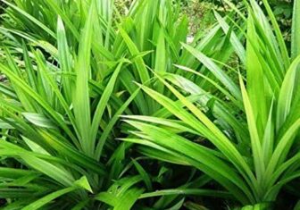 Ramba plants for sale in alappuzha