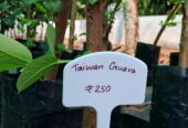 Taiwan Guava Plant Saplings