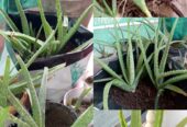 Aloevera plants