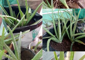Aloevera plants